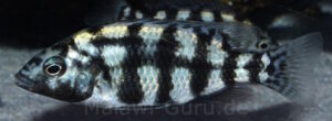 Placidochromis johnstoni 'Metangula'