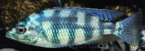 Placidochromis johnstoni 'Metangula'