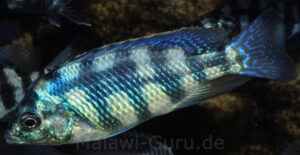 Placidochromis johnstoni 'Metangula'
