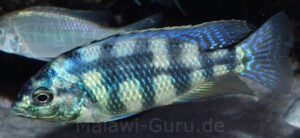 Placidochromis johnstoni 'Metangula'