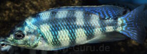 Placidochromis johnstoni 'Metangula'