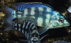 Placidochromis johnstoni 'Metangula'-Galerie Placidochromis johnstoni 'Metangula'
