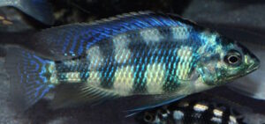 Placidochromis johnstoni 'Metangula'
