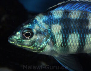 Placidochromis johnstoni 'Metangula'