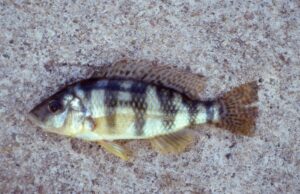 Placidochromis johnstoni 'Monkey Bay''Monkey Bay'-Galerie Placidochromis johnstoni 'Monkey Bay'