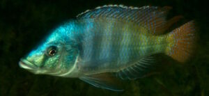 Placidochromis johnstoni 'Songwe Hill''Songwe Hill'-Galerie Placidochromis johnstoni