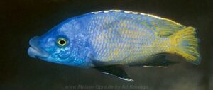 Placidochromis milomo Arten