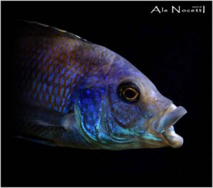 Placidochromis milomo 'Mbenji Island'
