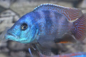 Placidochromis milomo 'Nakantenga Island'