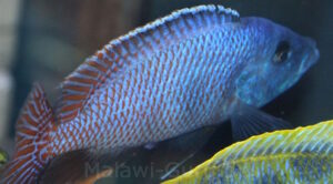 Placidochromis milomo 'Nakantenga Island'