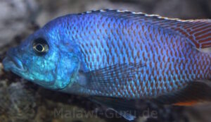 Placidochromis milomo 'Nakantenga Island'