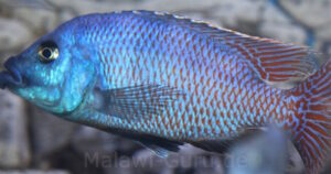 Placidochromis milomo 'Nakantenga Island'