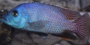 Placidochromis milomo 'Nakantenga Island'