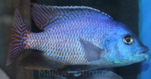 Placidochromis milomo 'Nakantenga Island''Nakantenga Island' Placidochromis milomo 'Nakantenga Island'