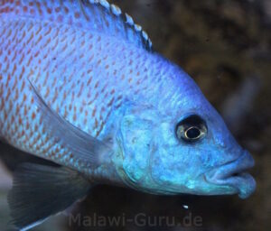 Placidochromis milomo 'Nakantenga Island'