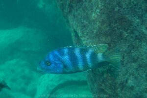 Placidochromis milomo 'Thumbi West Island'