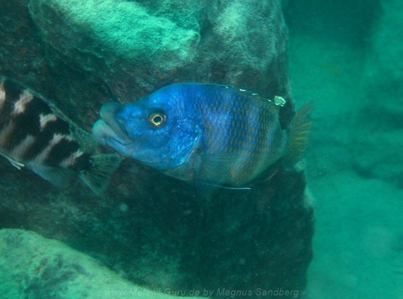 Placidochromis milomo 'Thumbi West Island''Thumbi West Island' Placidochromis milomo 'Thumbi West Island'
