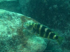 Placidochromis milomo 'Thumbi West Island'