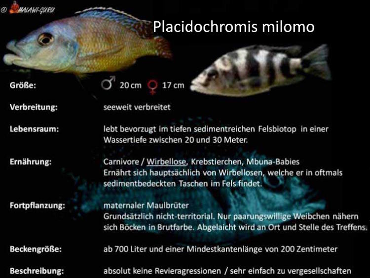 Die Grafik zu Placidochromis milomo Placidochromis milomo