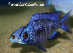 Placidochromis phenochilus 'Mdoka Reef'
