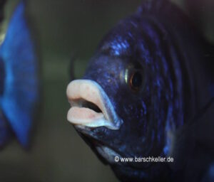 Placidochromis phenochilus 'Mdoka Reef'