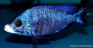 Placidochromis phenochilus 'Mdoka Reef'