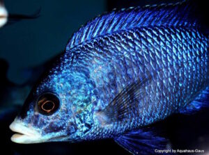 Placidochromis phenochilus 'Mdoka Reef'
