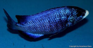 Placidochromis phenochilus 'Mdoka Reef'