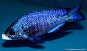 Placidochromis phenochilus 'Mdoka Reef'
