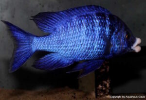 Placidochromis phenochilus 'Mdoka Reef'