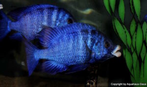 Placidochromis phenochilus 'Mdoka Reef'