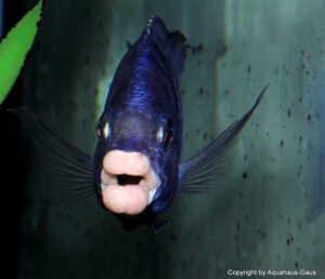 Placidochromis phenochilus 'Mdoka Reef'
