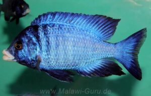Placidochromis phenochilus 'Mdoka Reef'