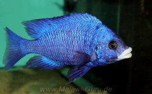 Placidochromis phenochilus 'Mdoka Reef'