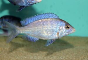 Placidochromis phenochilus 'Mdoka Reef'