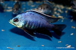 Placidochromis sp. 'blue otter' Tsano Rock