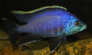 Placidochromis sp. 'blue otter'
