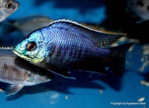 Placidochromis sp. 'blue otter' Tsano Rock