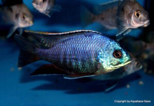 Placidochromis sp. 'blue otter'