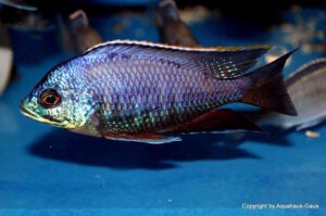 Placidochromis sp. 'blue otter' Tsano Rock