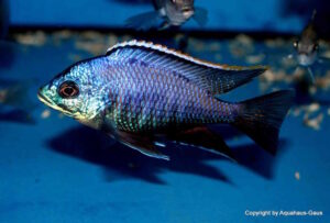Placidochromis sp. 'blue otter'