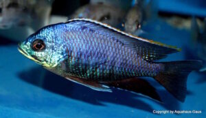 Placidochromis sp. 'blue otter'