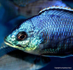 Placidochromis sp. 'blue otter' Tsano Rock