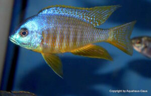 Placidochromis sp. 'electra blackfin' Makonde