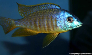 Placidochromis sp. 'electra blackfin'