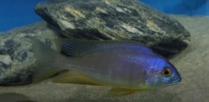Placidochromis sp. 'electra blackfin' Makonde