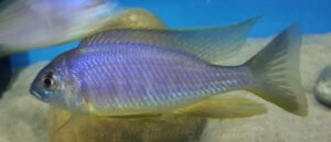 Placidochromis sp. 'electra blackfin' Makonde