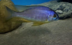 Placidochromis sp. 'electra blackfin' Makonde