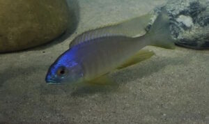 Placidochromis sp. 'electra blackfin' Makonde
