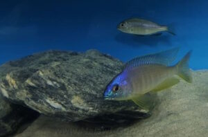 Placidochromis sp. 'electra blackfin'